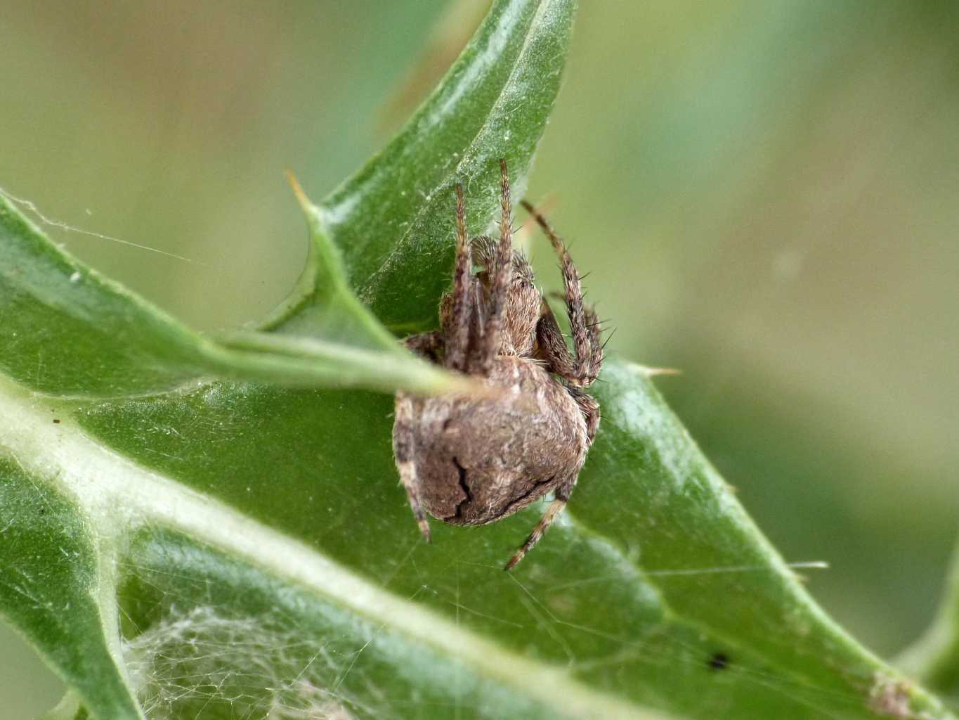 Neoscona subfusca & Agelenatea redii- Tolfa (RM)